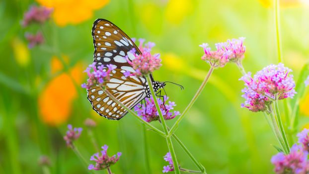 Beautiful Butterfly on Colorful Flower, nature background