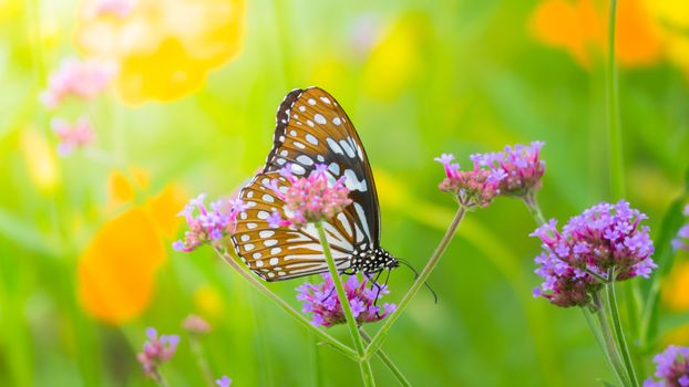 Beautiful Butterfly on Colorful Flower, nature background