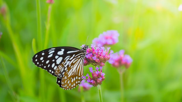 Beautiful Butterfly on Colorful Flower, nature background