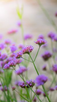 Beautiful Butterfly on Colorful Flower, nature background