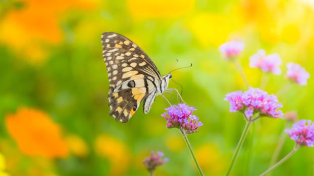 Beautiful Butterfly on Colorful Flower, nature background