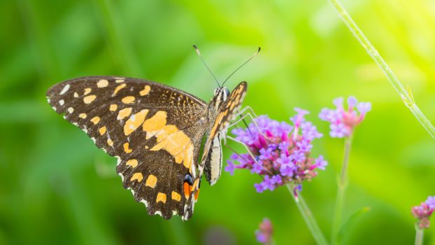 Beautiful Butterfly on Colorful Flower, nature background