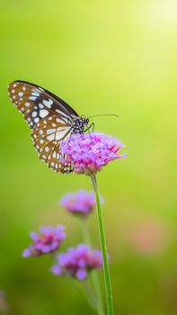 Beautiful Butterfly on Colorful Flower, nature background