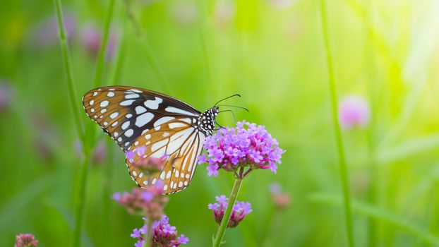 Beautiful Butterfly on Colorful Flower, nature background