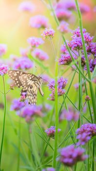 Beautiful Butterfly on Colorful Flower, nature background