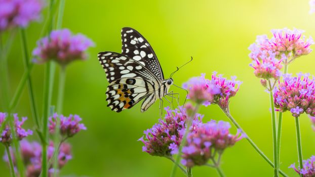 Beautiful Butterfly on Colorful Flower, nature background