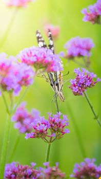 Beautiful Butterfly on Colorful Flower, nature background