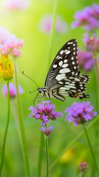 Beautiful Butterfly on Colorful Flower, nature background