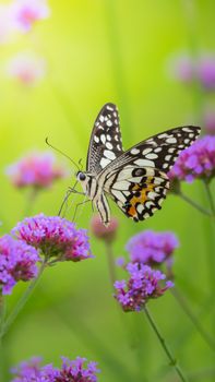 Beautiful Butterfly on Colorful Flower, nature background