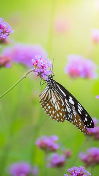 Beautiful Butterfly on Colorful Flower, nature background