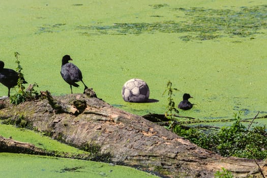 Ducks and a soccer ball in a pond with duckweed or waterlins.