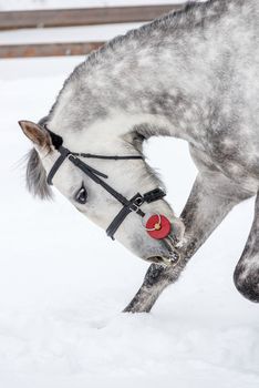 Spotted thoroughbred horse makes a bow in the snow