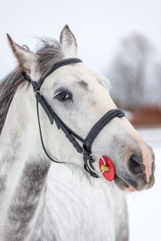 Muzzle of a gray horse close-up on a winter day