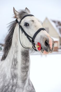 Beautiful horse gray color portrait close-up in winter