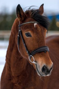 Muzzle of a beautiful brown horse close-up