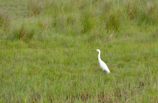 White heron bird in swamp