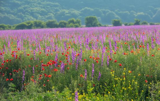 colorful flowers on field in summer