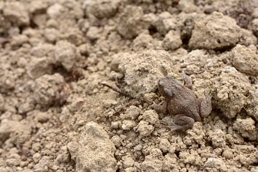 Small brown common toad with warty, dry skin crawling over dry earth in a garden