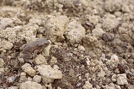 European toad with dry skin sits camouflaged among lumps of earth and compost in a garden