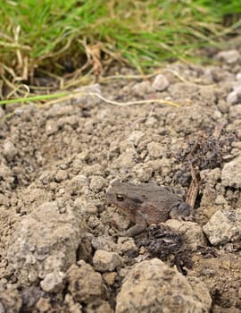 Small brown European toad sits on dry earth of a flower bed in a garden. The amphibian with warty skin is well camouflaged against the dirt.