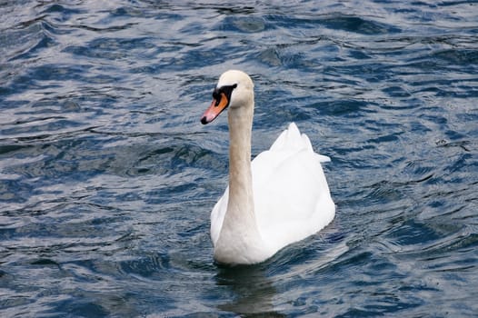 White Swan on the Lake close up