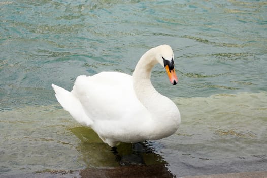 White Swan on the Lake close up