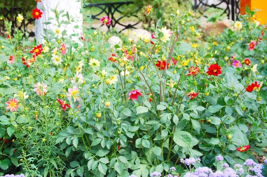 Colorful flowers on a summer lawn closeup