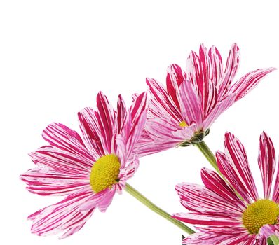 Flower pink chrysanthemums on isolated white background