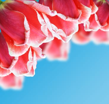 Beautiful red tulip on a blue background