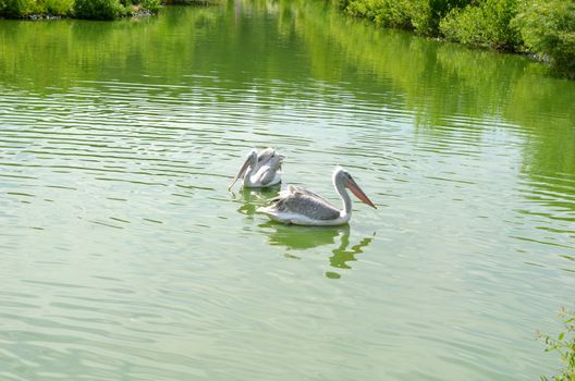 The two pelican swimming in a pond