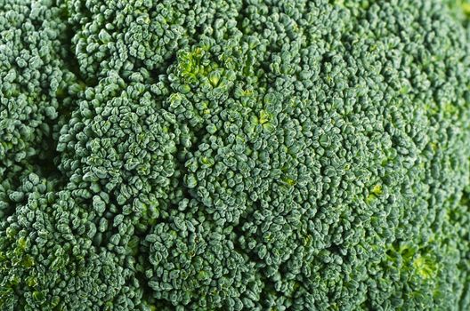 Fresh broccoli close up as a background