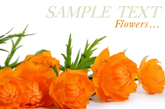 Beautiful orange flowers isolated on white background