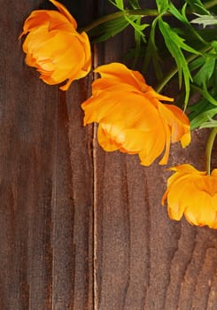 Beautiful orange flowers on a wooden background