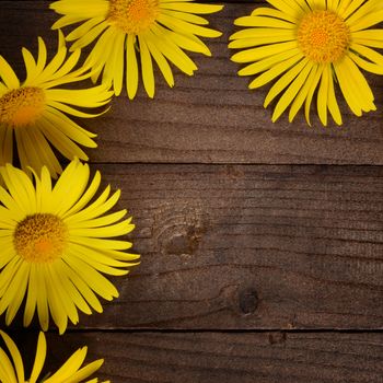 The yellow chamomile on a wooden background