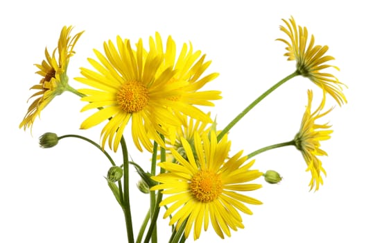 Yellow chamomile isolated on a white background