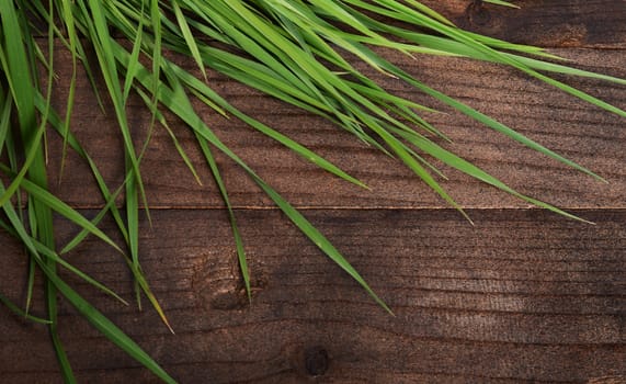 The green grass on a wooden background