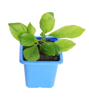 Green plant in a flower pot isolated