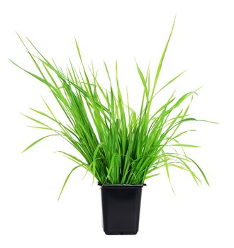 Green grass in pot isolated on white