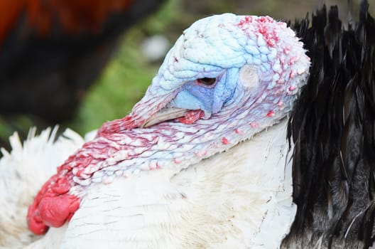 Head of an adult male turkey closeup