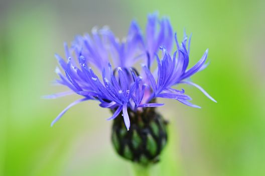 The garden cornflower close up. Macro shooting