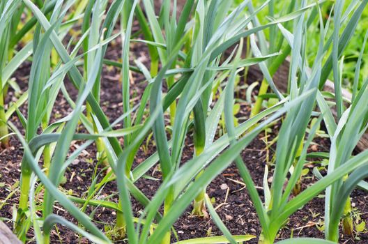 Garlic growing in the garden close up