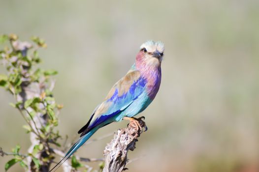 Roller with long strands on a tree in the savannah of Tsavo West park in Kenya