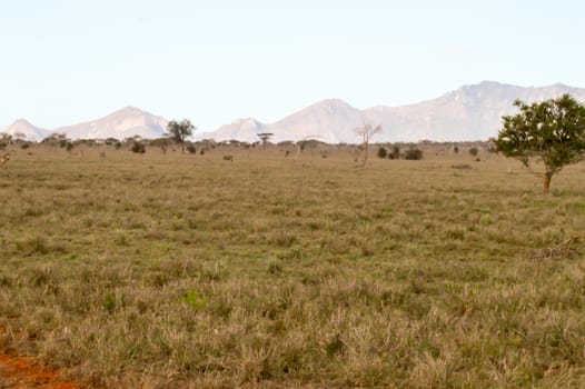 View of the Tsavo East savannah in Kenya with the mountains in the background