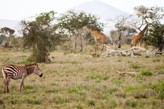 A Zebra and two giraffes grazing in the savannah of the West tsavo in Kenya