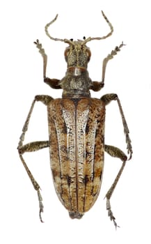 Ribbed Pine Borer on white Background  -  Rhagium inquisitor (Linnaeus, 1758)