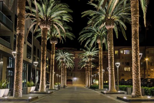 This is an image of a row of palm trees located in the heart of San Jose's downtown district. The scene is a well-lighted set of palm tree situated along a pedestrian walkway, which leads to shops and restaurants.