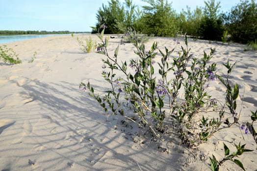 Sandy beach and plants growing on the river bank on a sunny summer day