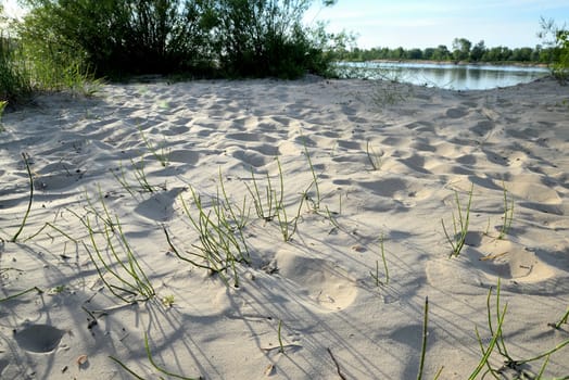 Sandy beach and plants growing on the river bank on a sunny summer day