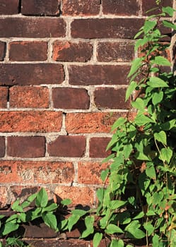 Green creeper Plant on wall