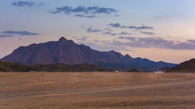 Wonderful landscape,Arabian desert of stone, Egypt with mountains at sunset.To the right three jeeps for tourist travel.